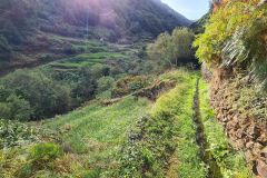 Terraced Hillside Levada de Cima near Boa Ventura, Madeira