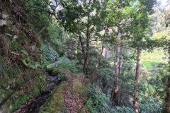 Levada de Cima Forest Path above Boa Ventura, Madeira