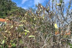 Autumn Seed Pods in a Garden above Boa Ventura, Madeira
