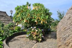 Flowering Angel’s Trumpet beside Traditional Houses in Santana, Madeira