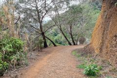 Forest Path near São Jorge, Madeira