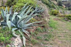 Agave-lined Trail near São Jorge, Madeira