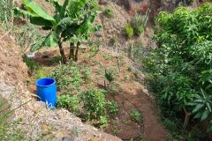 Hillside Banana and Fruit Garden in Paul do Mar, Madeira