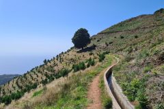 Lone Tree Above Levada do Paul II, Madeira