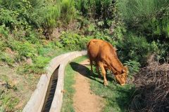 Grazing Cow Along Levada do Paul II, Madeira Highlands
