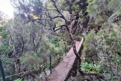 Curving Levada Path in Rabaçal Laurel Forest, Madeira