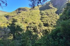 Sunlit Laurel Slopes above Rabaçal Valley, Madeira