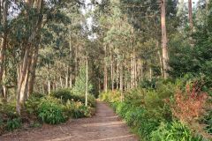 Forest Path Through Tall Trees, Madeira Island