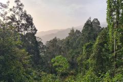 Forest Canopy Along Levada do Rei, Madeira Island