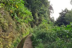 Narrow Levada Path Through Vegetation, Levada do Rei, Madeira