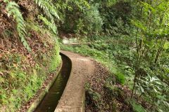 Curving Levada Path in Forest, Levada do Rei, Madeira