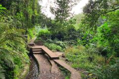 Stepped Levada Crossing in Forest, Levada do Rei, Madeira