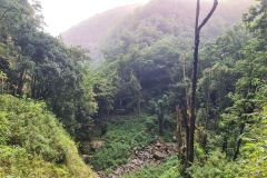 Forested Valley Near Levada do Rei, São Jorge, Madeira
