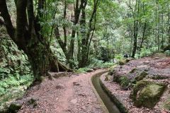 Levada Path Through Laurisilva Forest, Levada do Rei, São Jorge, Madeira