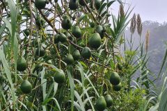 Avocado Tree on Hillside, Madeira Island, Portugal