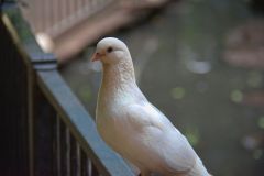 DSC_1147
