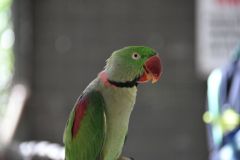 DSC_1155
