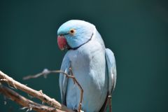 DSC_1170
