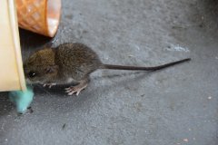 DSC_1566