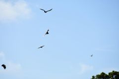 DSC_1671