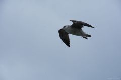 DSC_1479