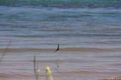 DSC_7018