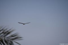 DSC_7085