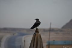 DSC_3620