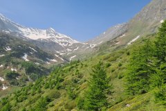 Spring Alpine Valley with Larch Forests in the Italian Alps