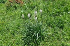 Wild Alpine Flower Blooming in a Mountain Meadow of the Italian Alps