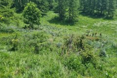 Spring Alpine Meadow with Wildflowers and Larch Trees in the Italian Alps