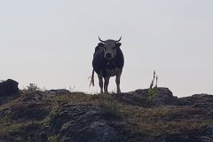 Alpine Cow Silhouetted on a Rocky Ridge Above a High Mountain Pasture