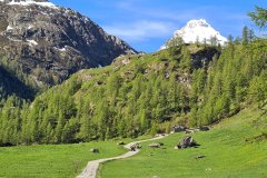 Farm Road Climbing Toward Alpe Courtod Beneath Monte Rosa, Val d’Ayas