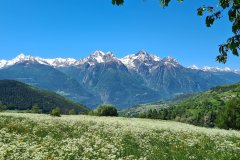 Spring Wildflower Meadow Facing the Alpine Peaks Near Villeneuve, Aosta Valley, Italy