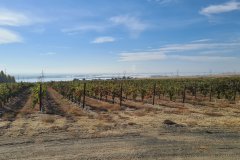 Vineyards above the Columbia River near Paterson, Washington