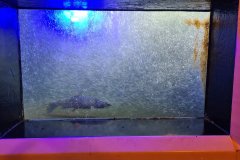 Salmon Passing the Fish Ladder Viewing Window at Bonneville Dam, Columbia River