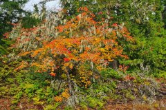 Autumn Lichen-Draped Maple in Pacific Northwest Forest