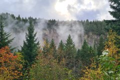 Misty Autumn Forest Cliffs, Pacific Northwest