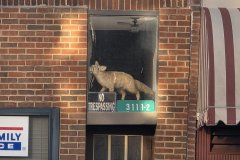 Fox Display Window, Pontiac