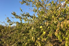Osage Orange Tree near Stanton
