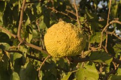 Osage Orange (Hedge Apple) Close-Up near Stanton