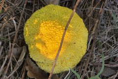 Osage Orange (Hedge Apple) on Ground near Stanton