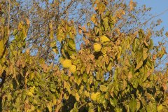 Osage Orange Tree with Ripe Fruit near Stanton
