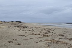 Driftwood and Dunes Along the Quiet Shore of Hampton Beach