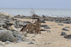 Driftwood Remnant Among Coastal Rocks at Low Tide