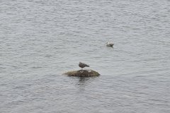 Gulls Resting on Tidal Waters at Stage Island