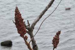 Late Autumn Sumac Along the Tidal Edge
