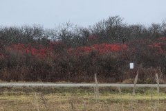 Late-Autumn Roadside Thicket — Ipswich, New England