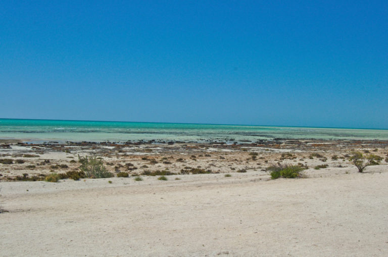 Strand von Hamelin Pool in Westaustralien