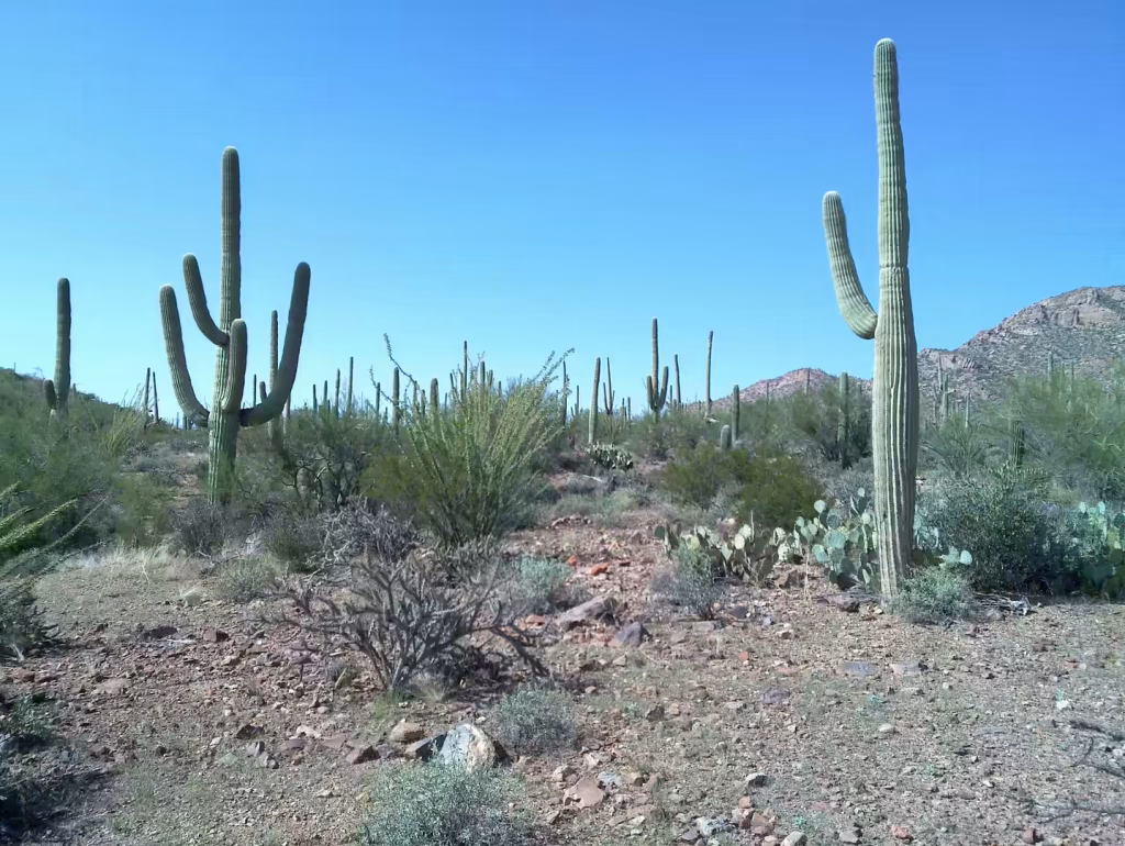 Tall saguaro cacti rising from rocky desert terrain under a bright blue sky in Saguaro National Park